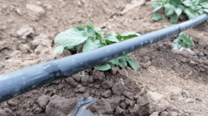 Pipa Hdpe Untuk Perkebunan